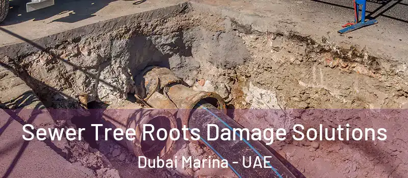  Sewer Tree Roots Damage Solutions Dubai Marina - UAE